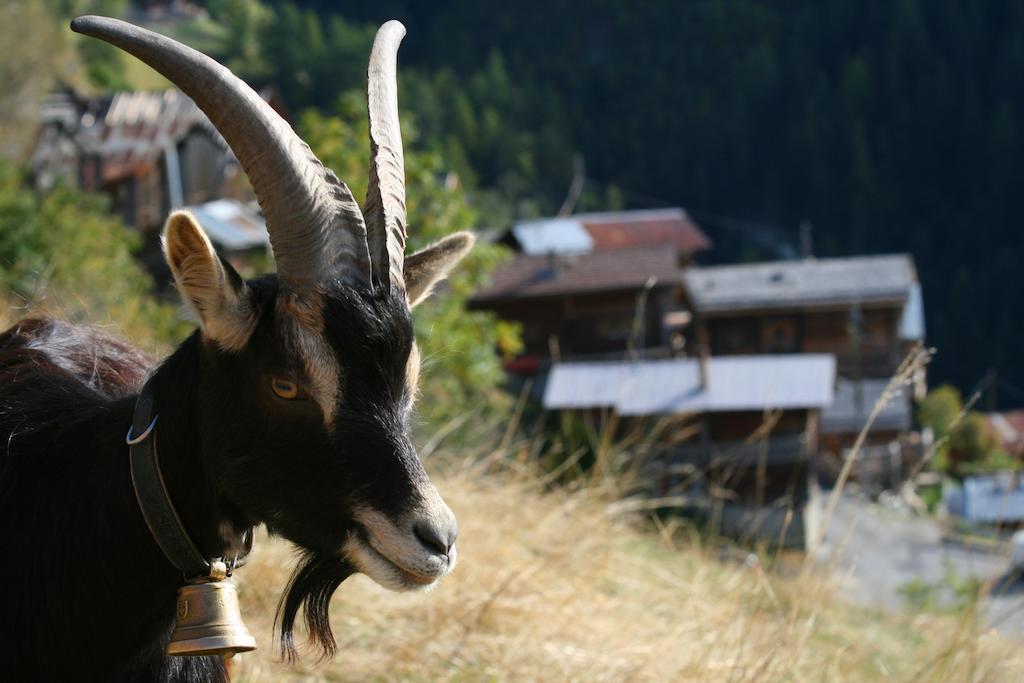 Gite L'Ermitage ヴェゾナ エクステリア 写真